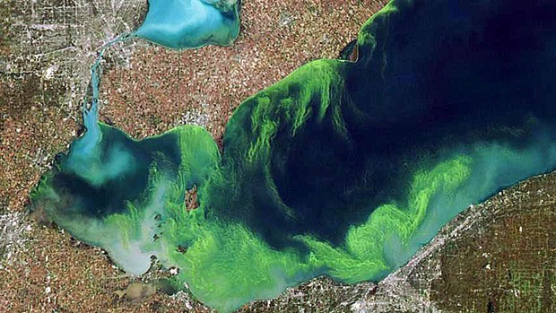 Algal Blooms