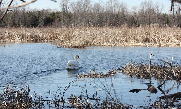 Loss of Wetlands