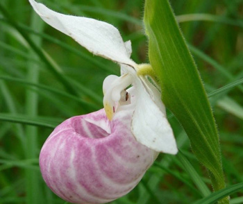 Préserver la biodiversité et les habitats